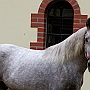 Spanish Norman Horse 1 (5)